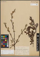 Foto von Salix aurita L.